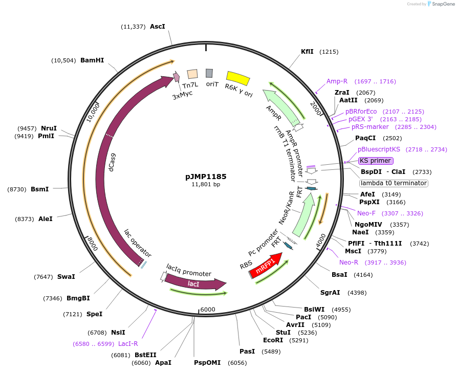 119255-plasmid-map-sequence-id-232552