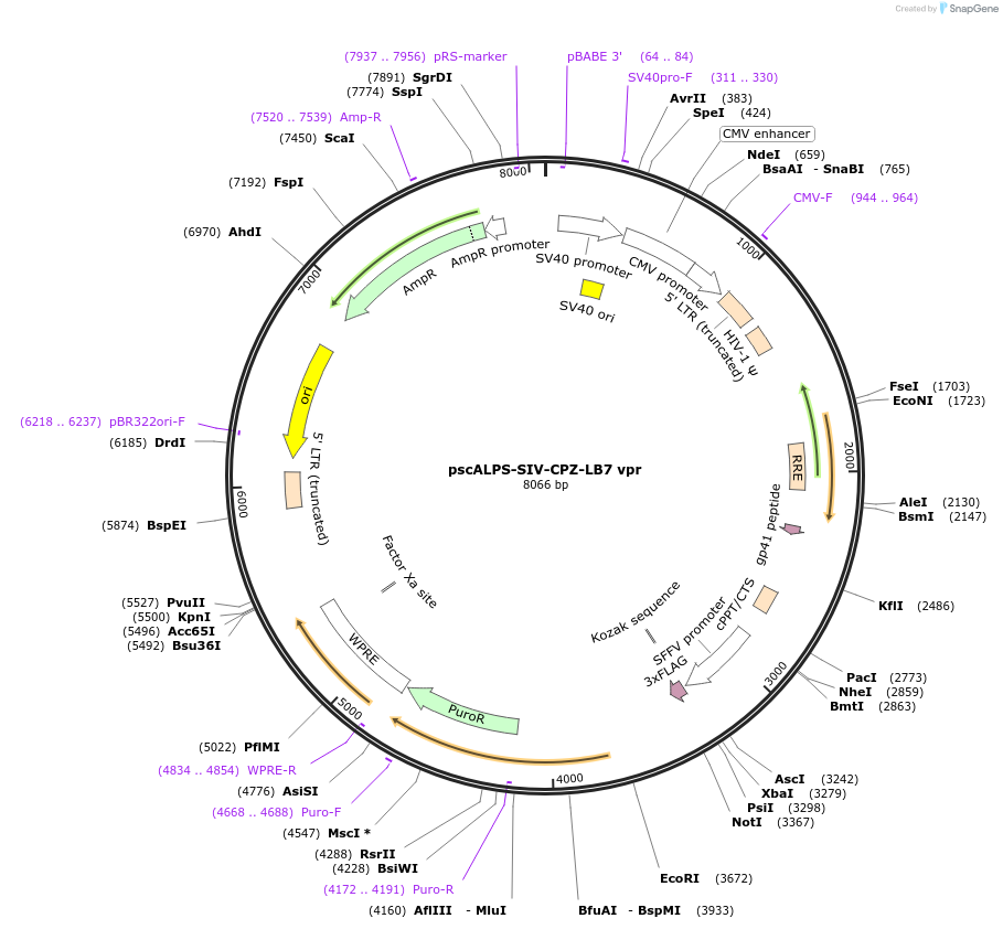 115834-plasmid-map-sequence-id-232566