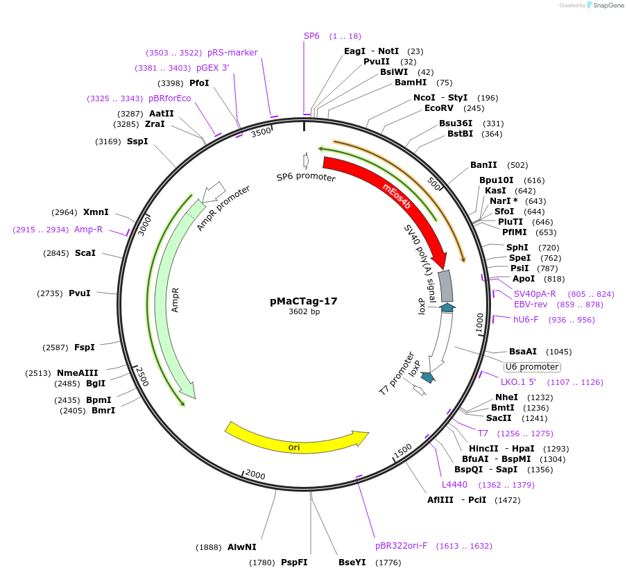 119996-plasmid-map-sequence-id-232595