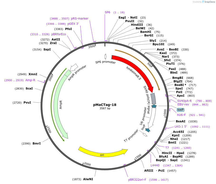 119997-plasmid-map-sequence-id-232596