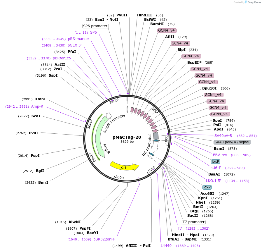 119999-plasmid-map-sequence-id-232598