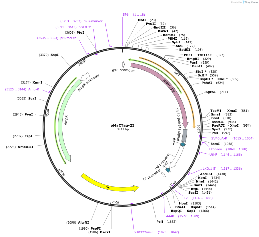 120002-plasmid-map-sequence-id-232600