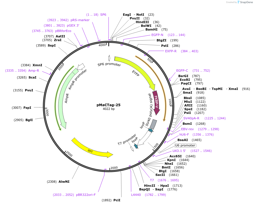 120004-plasmid-map-sequence-id-232601