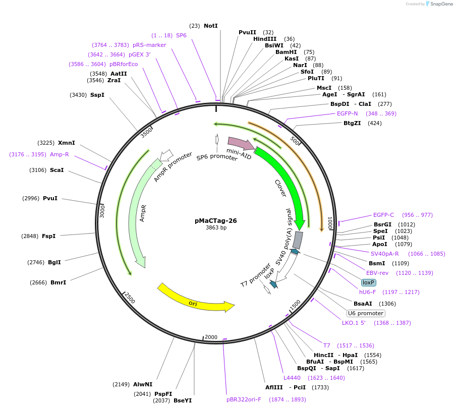120005-plasmid-map-sequence-id-232602