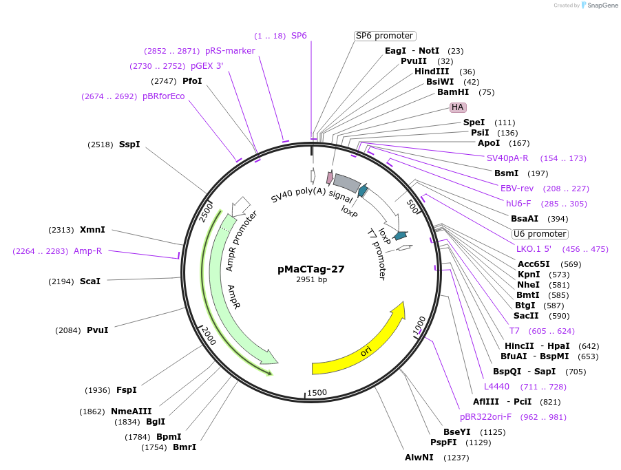 120006-plasmid-map-sequence-id-232603