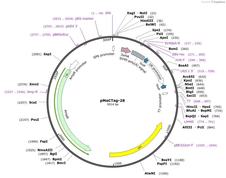 120007-plasmid-map-sequence-id-232604