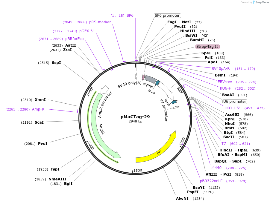 120008-plasmid-map-sequence-id-232605