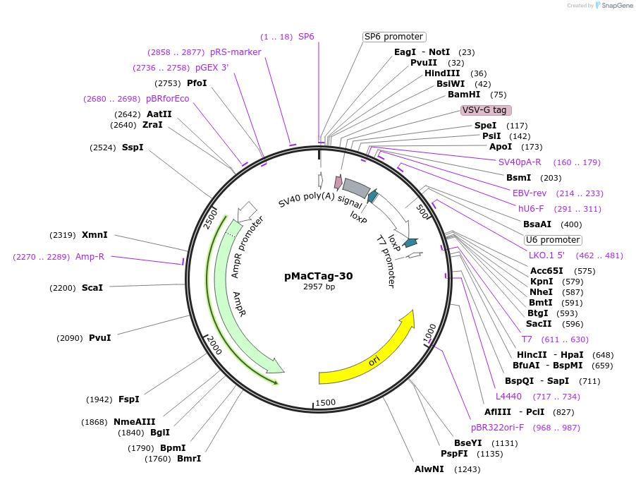 120009-plasmid-map-sequence-id-232606
