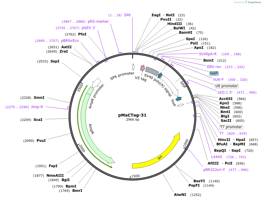 120010-plasmid-map-sequence-id-232607