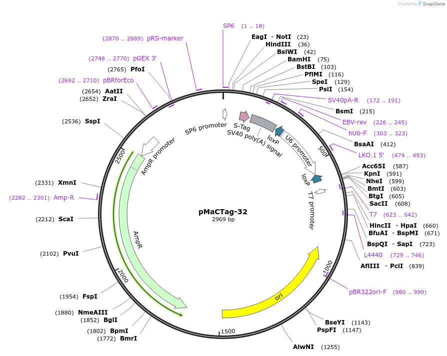 120011-plasmid-map-sequence-id-232608