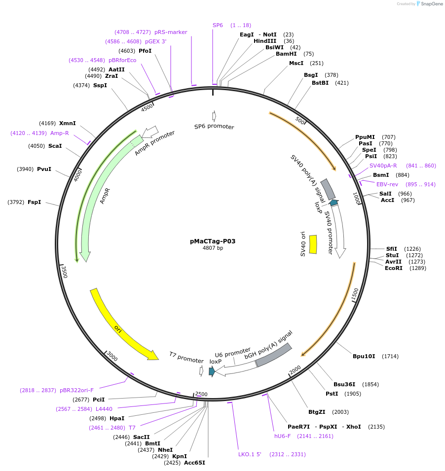 120014-plasmid-map-sequence-id-232611