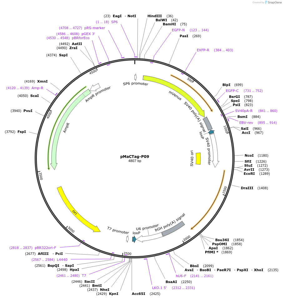 120020-plasmid-map-sequence-id-232618