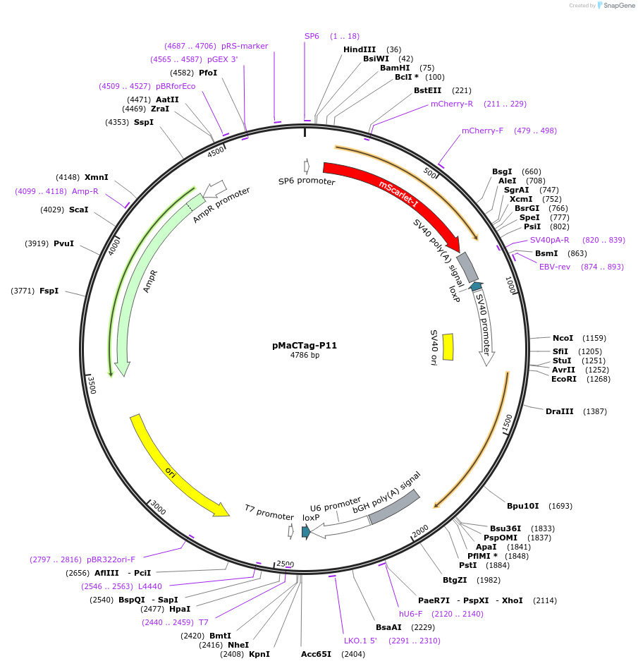 120022-plasmid-map-sequence-id-232628
