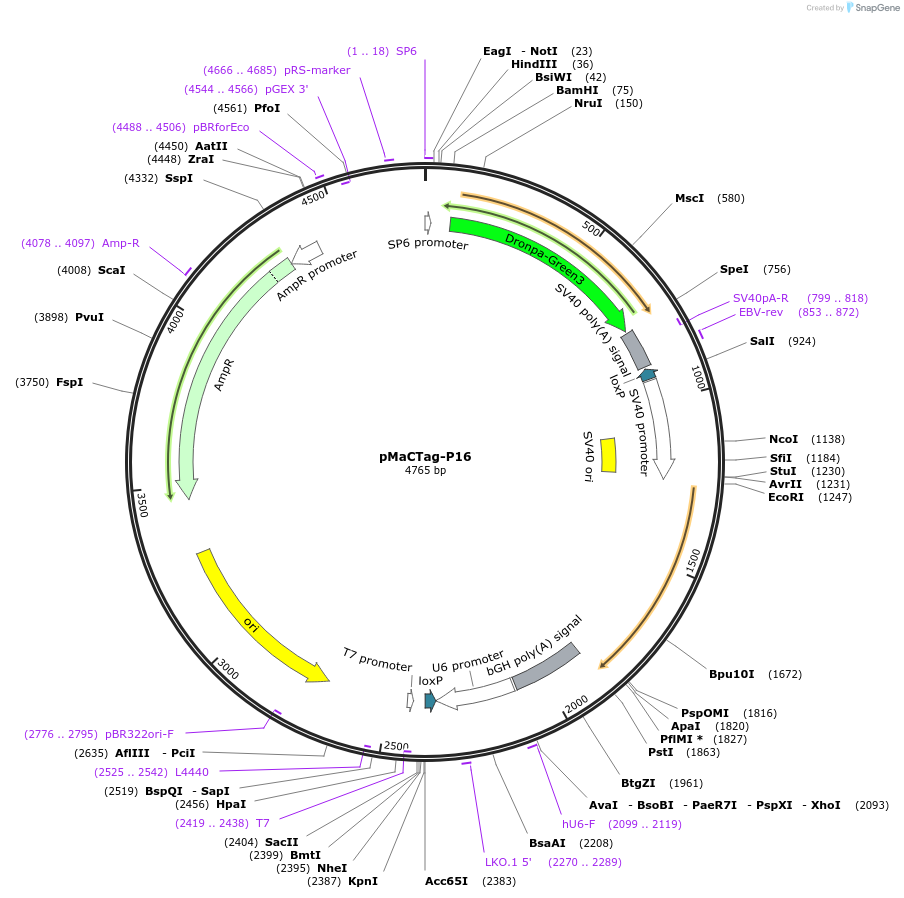120027-plasmid-map-sequence-id-232634