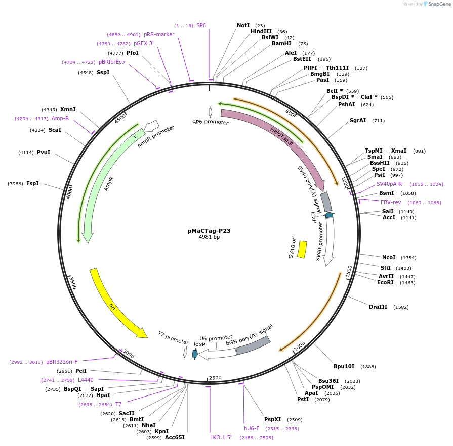 120034-plasmid-map-sequence-id-232640