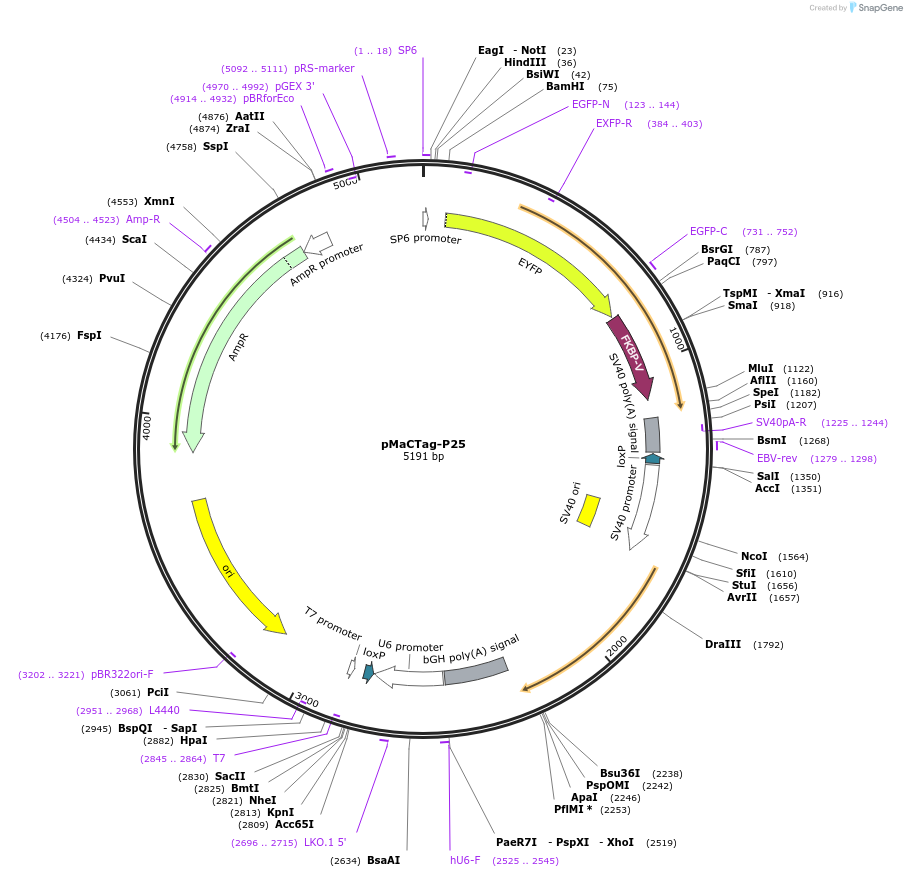 120036-plasmid-map-sequence-id-232642