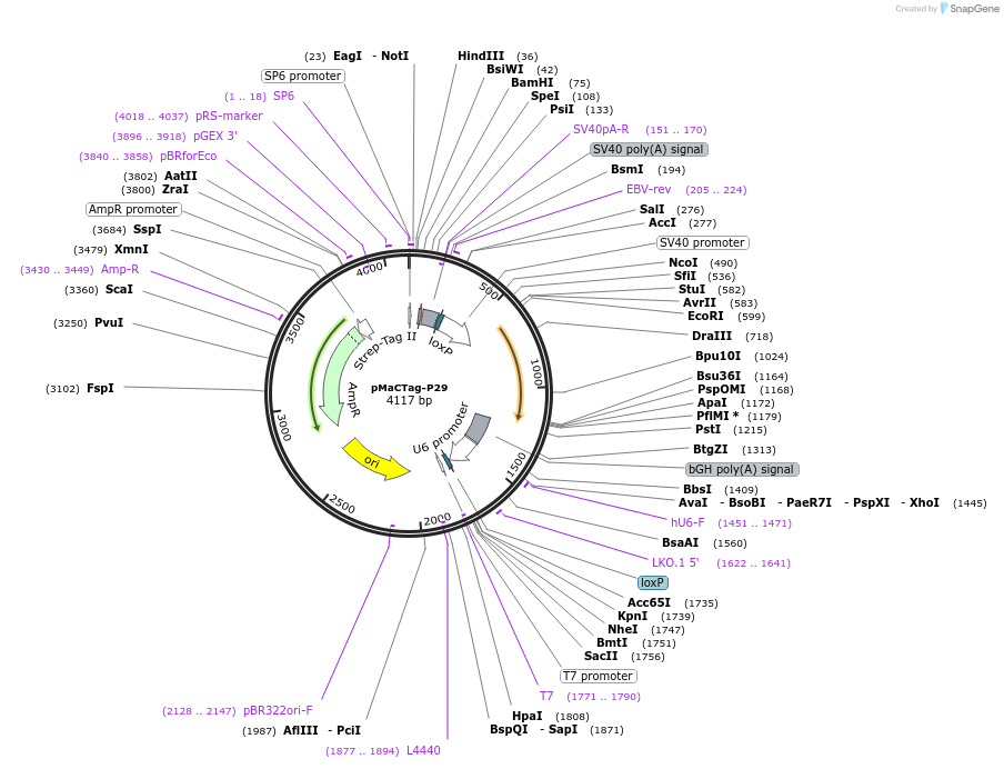 120040-plasmid-map-sequence-id-232646