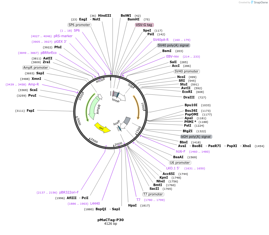 120041-plasmid-map-sequence-id-232647