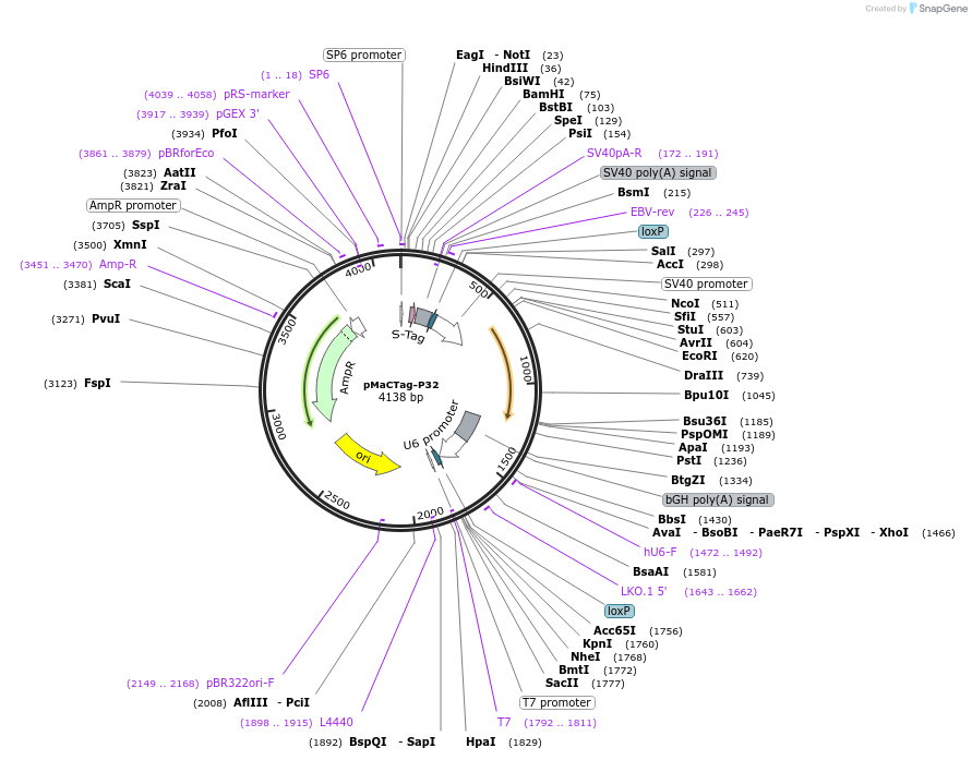 120043-plasmid-map-sequence-id-232649