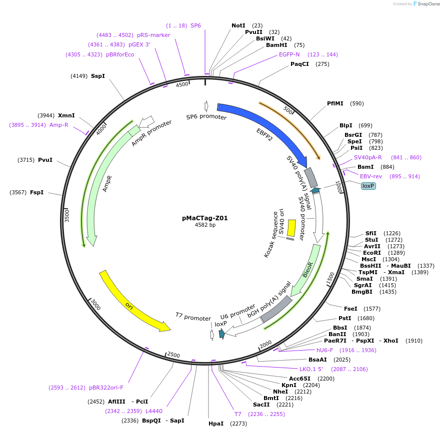 120044-plasmid-map-sequence-id-232650