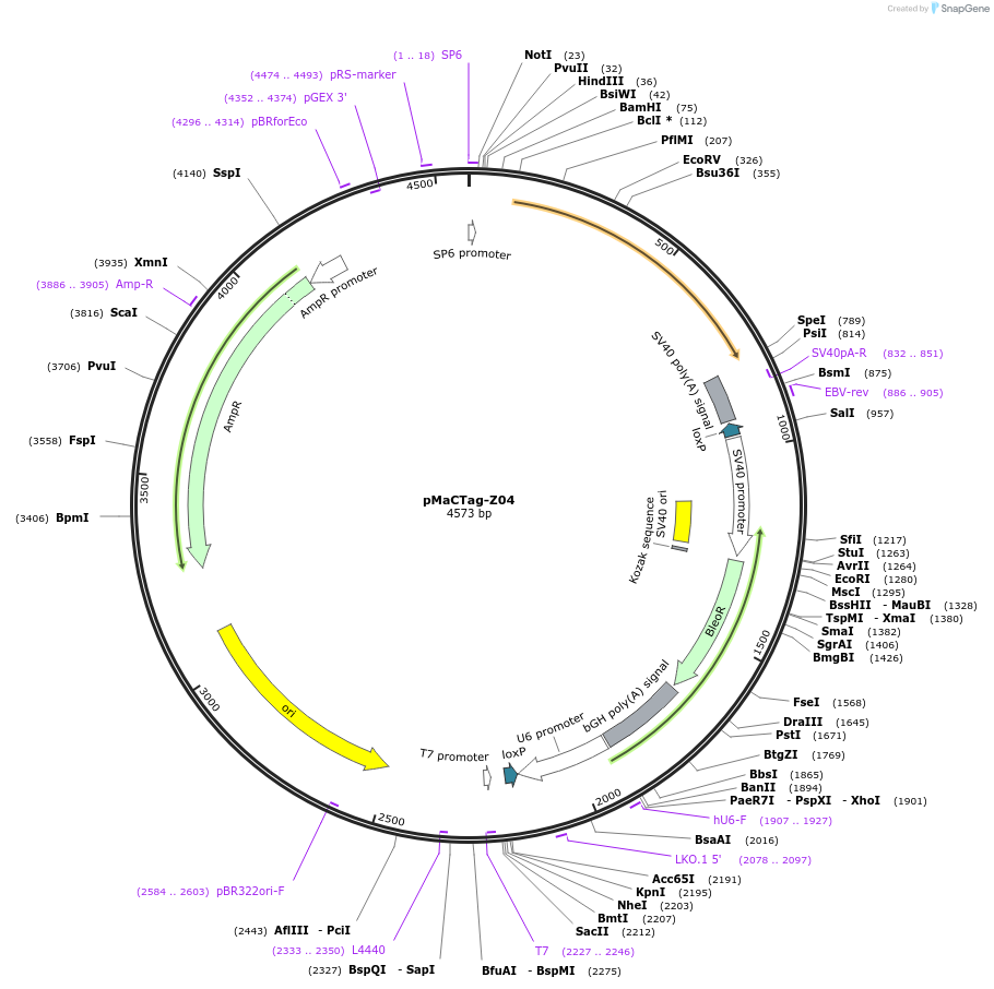 120047-plasmid-map-sequence-id-232653
