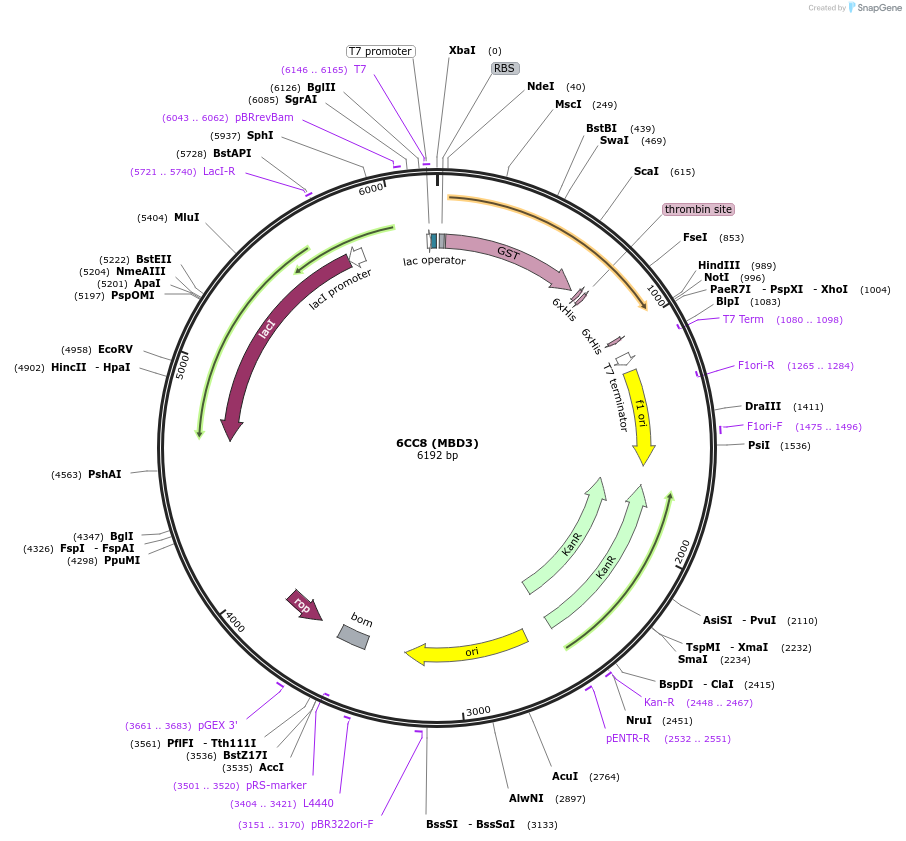 119959-plasmid-map-sequence-id-232658