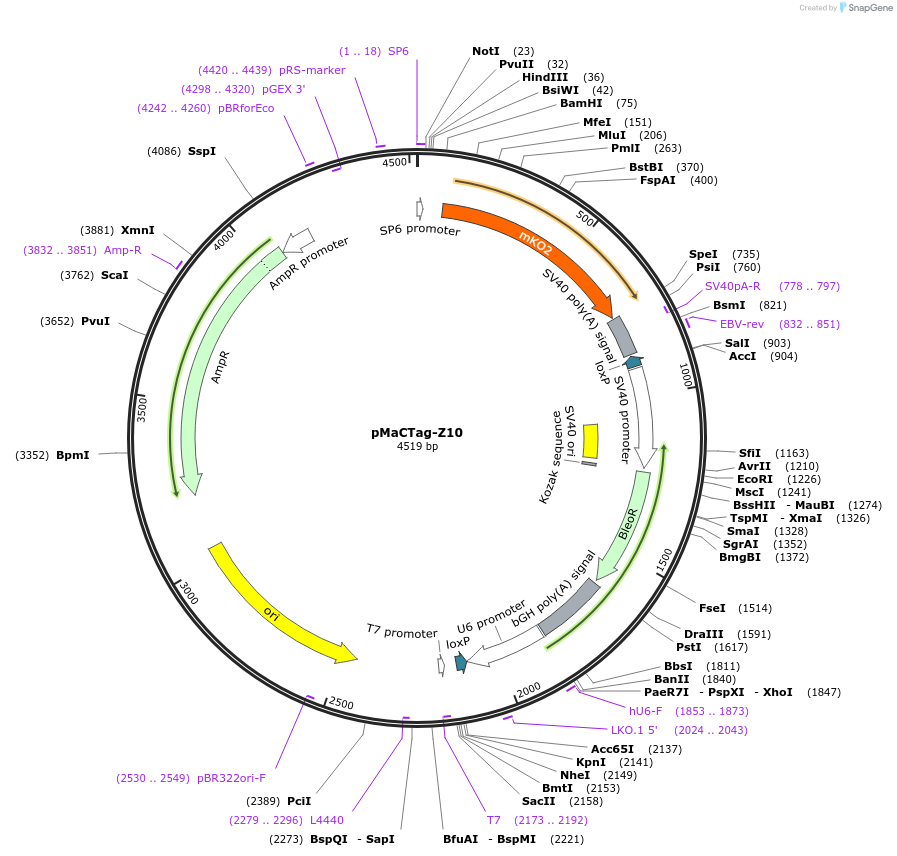 120053-plasmid-map-sequence-id-232662