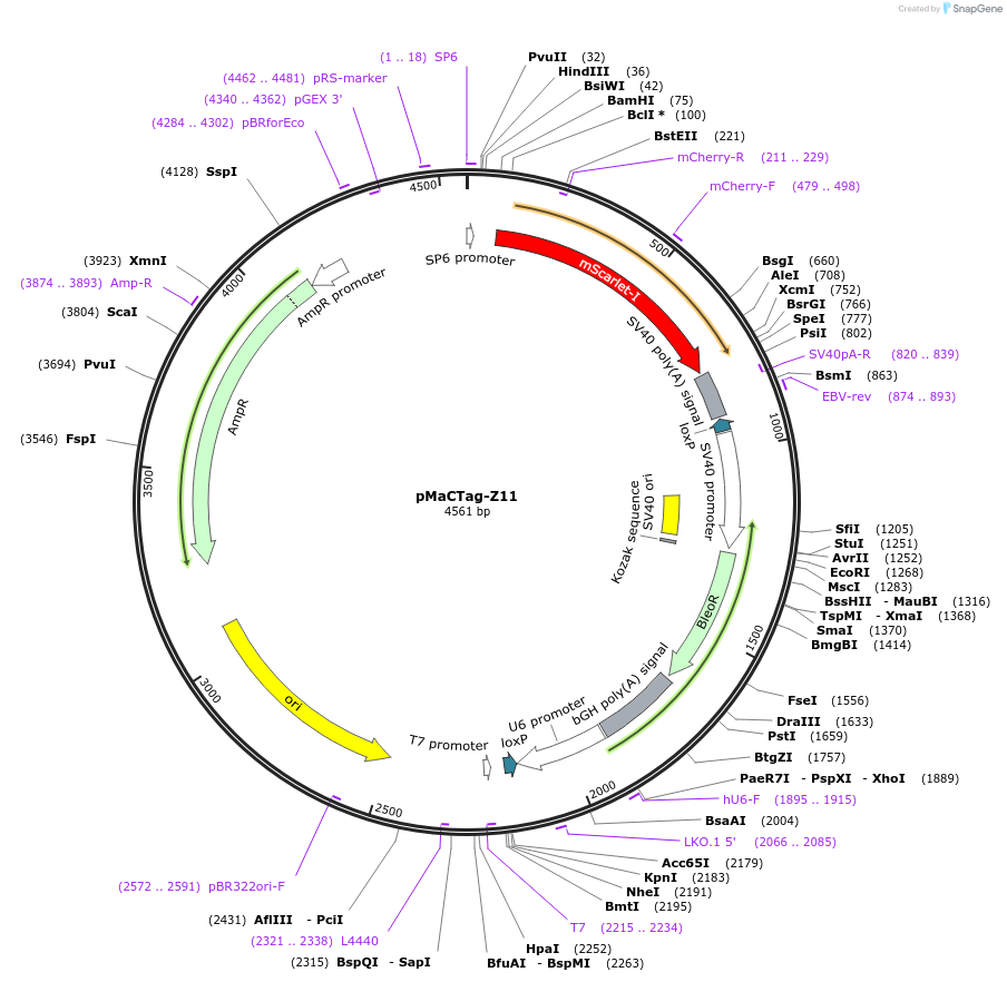 120054-plasmid-map-sequence-id-232663