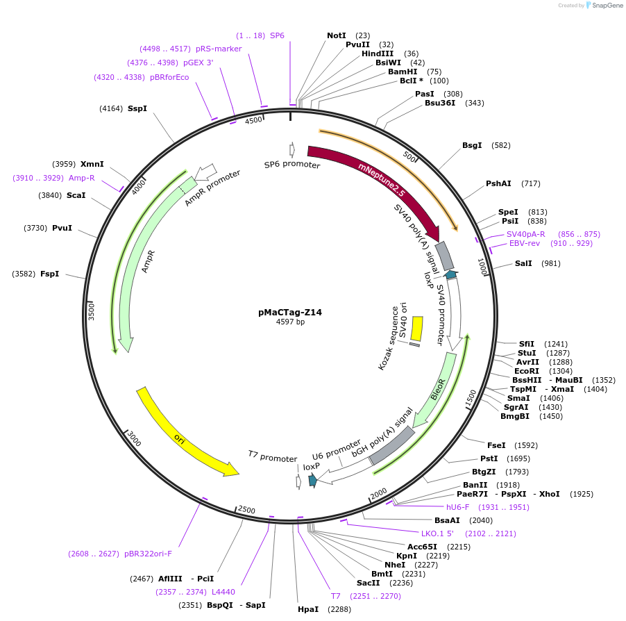 120057-plasmid-map-sequence-id-232666