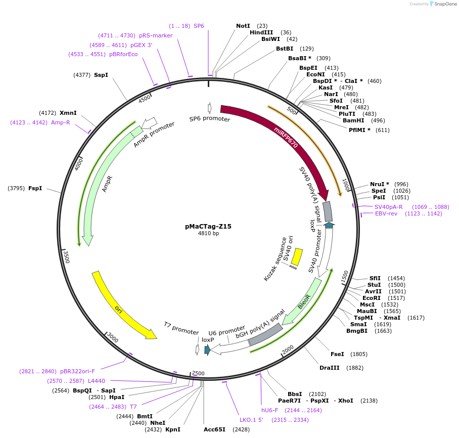 120058-plasmid-map-sequence-id-232667
