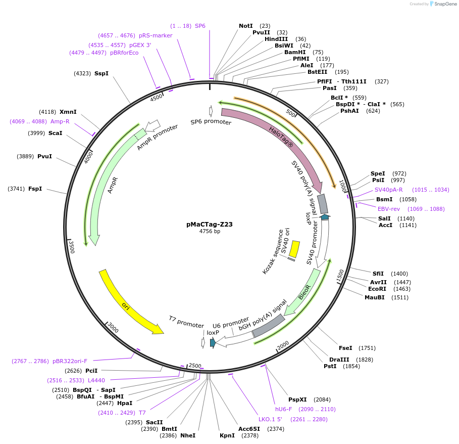 120066-plasmid-map-sequence-id-232675
