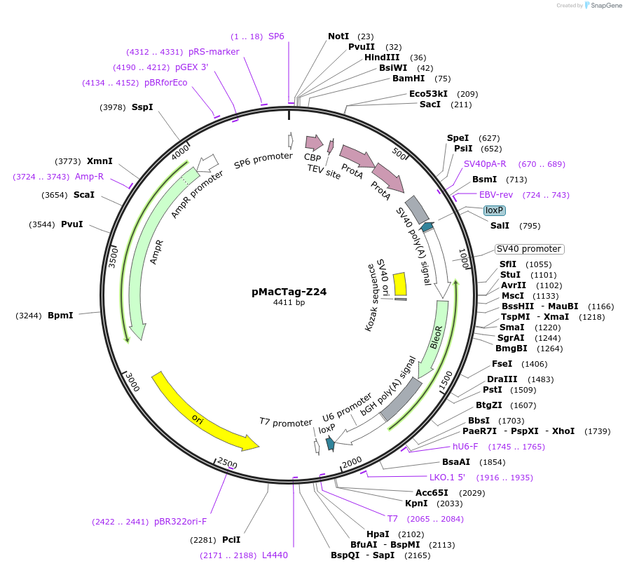 120067-plasmid-map-sequence-id-232676