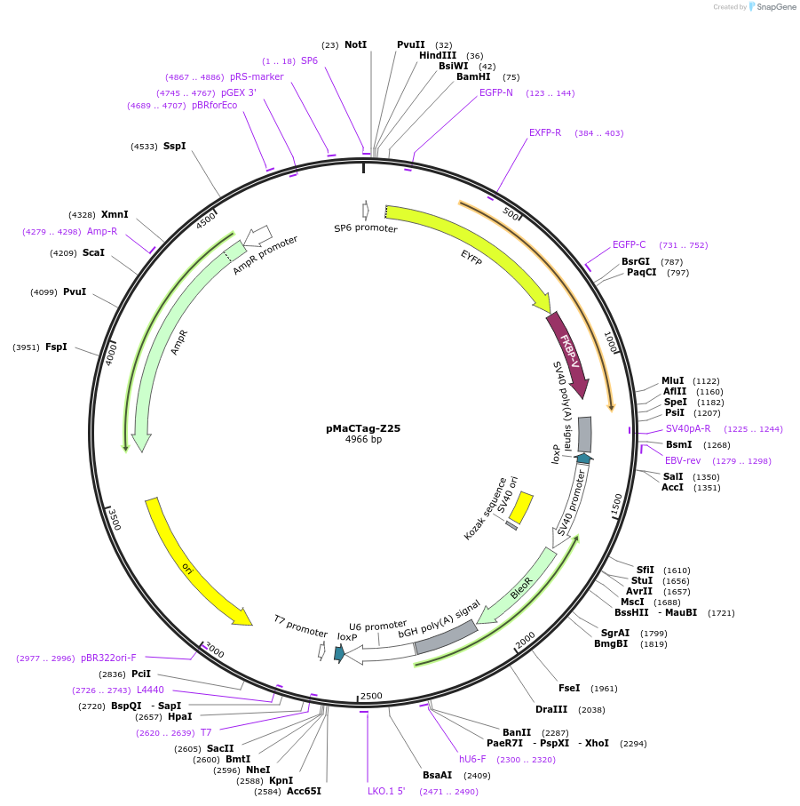 120068-plasmid-map-sequence-id-232677