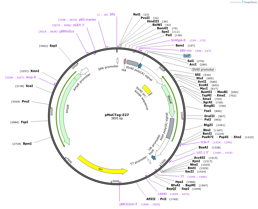 120070-plasmid-map-sequence-id-232680