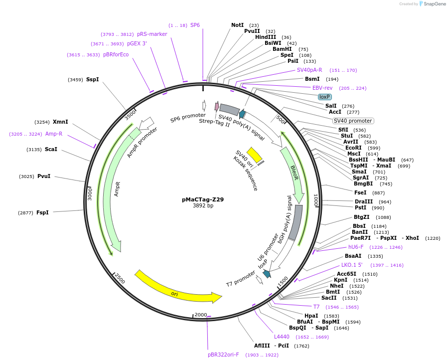 120072-plasmid-map-sequence-id-232682