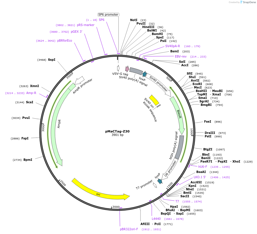 120073-plasmid-map-sequence-id-232683
