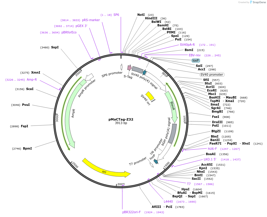 120075-plasmid-map-sequence-id-232686