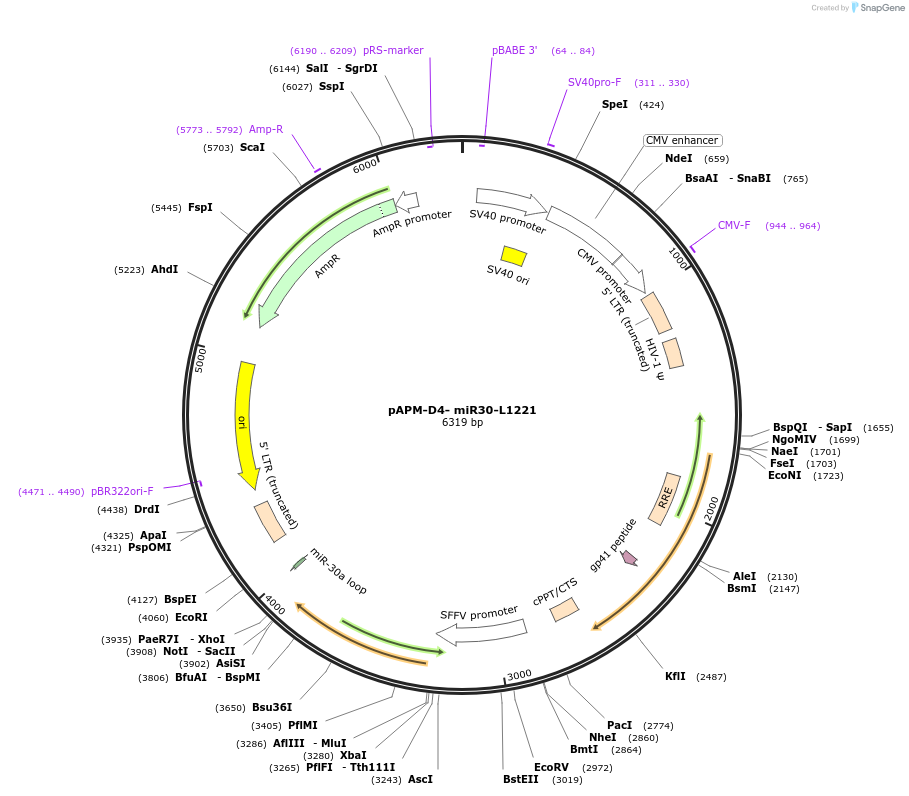 115846-plasmid-map-sequence-id-232687
