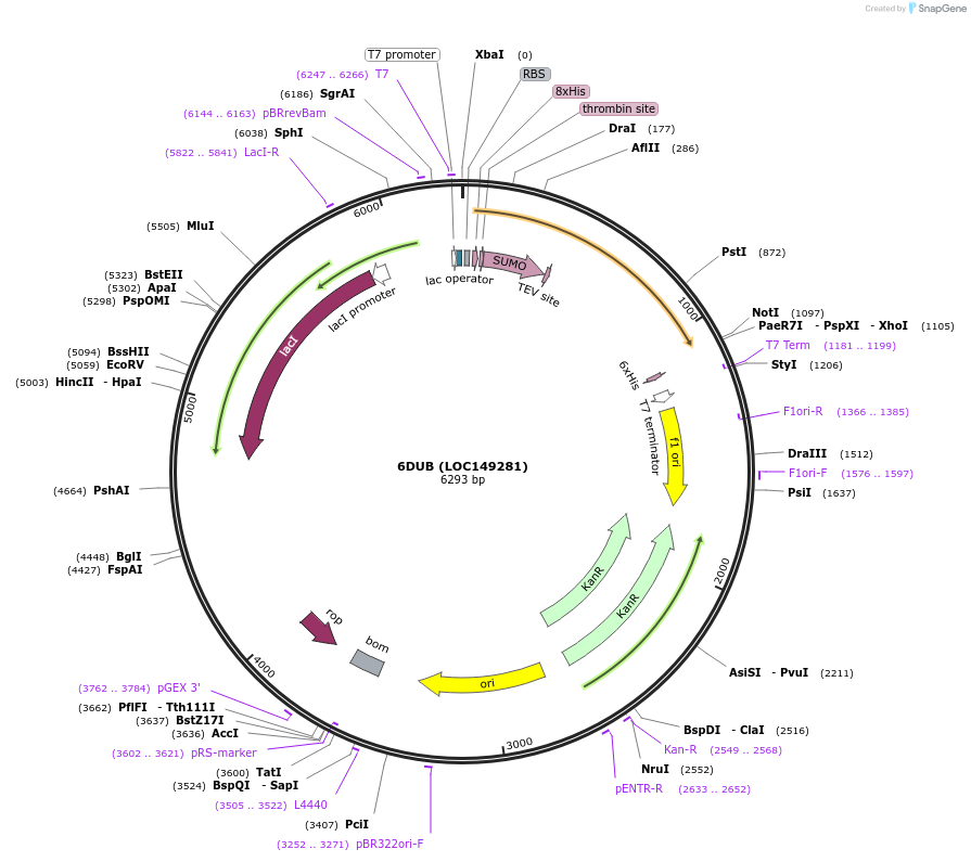 119967-plasmid-map-sequence-id-232691