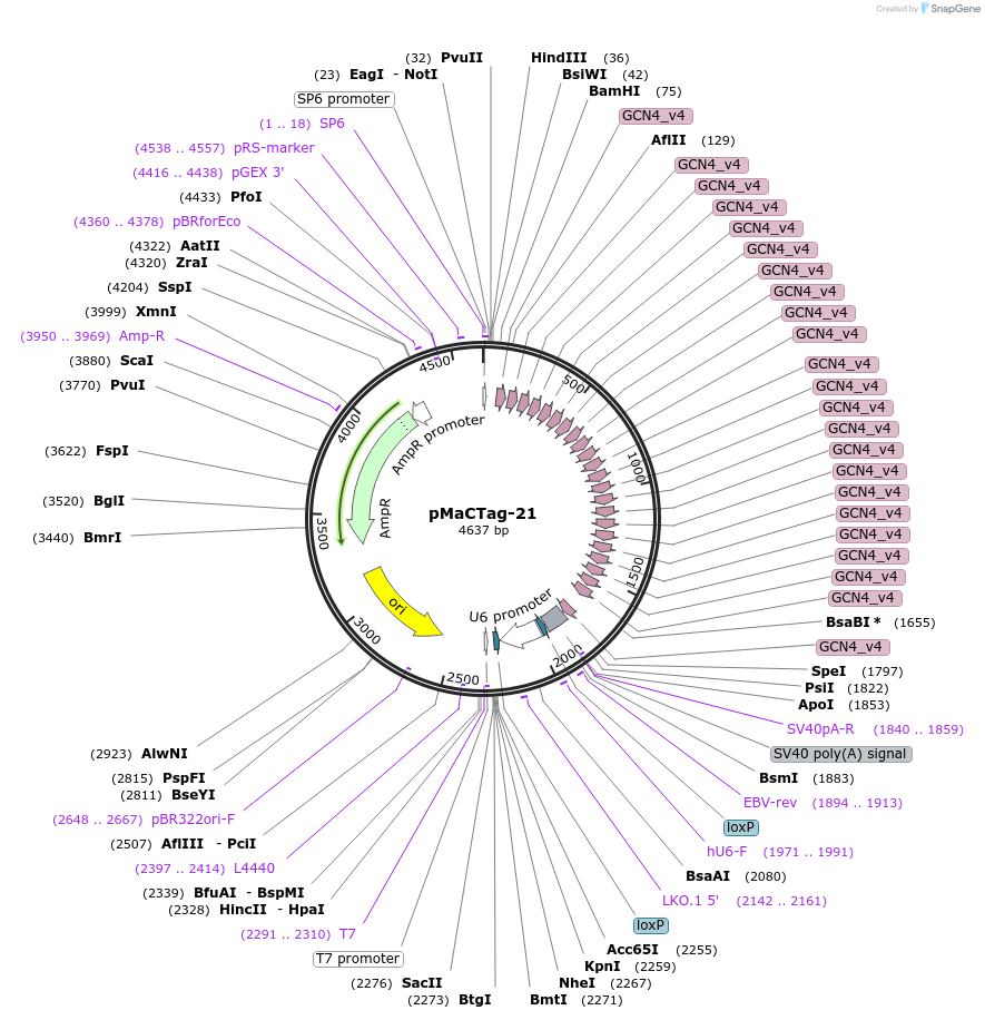 120000-plasmid-map-sequence-id-232696