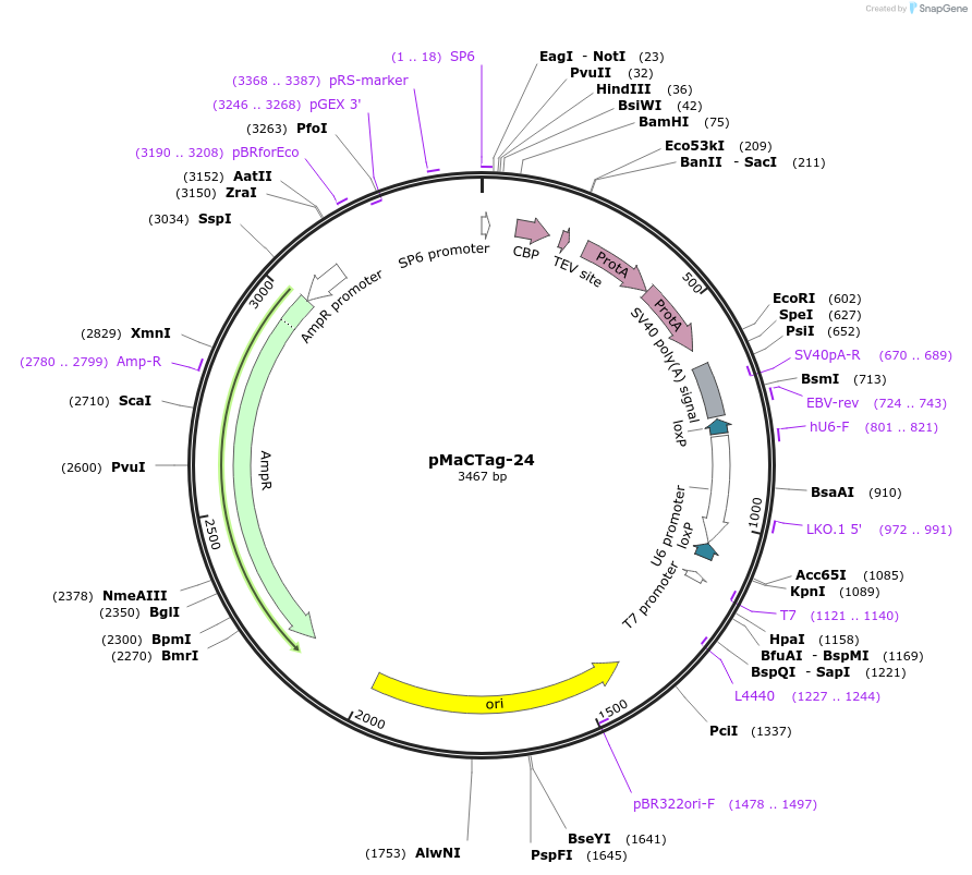 120003-plasmid-map-sequence-id-232698