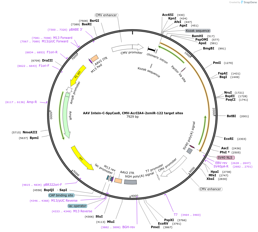 120295-plasmid-map-sequence-id-232737