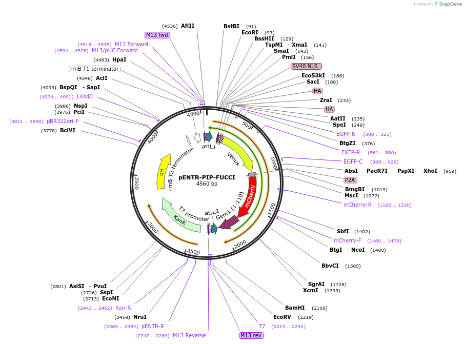 118621-plasmid-map-sequence-id-232748