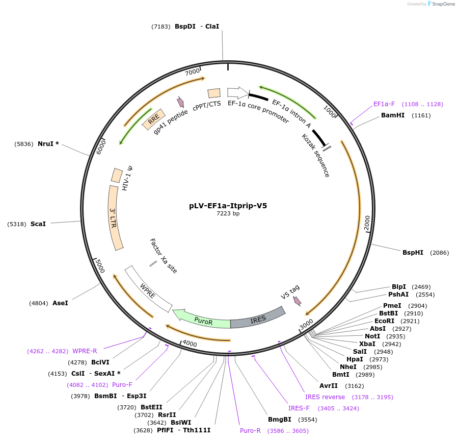 120241-plasmid-map-sequence-id-232781