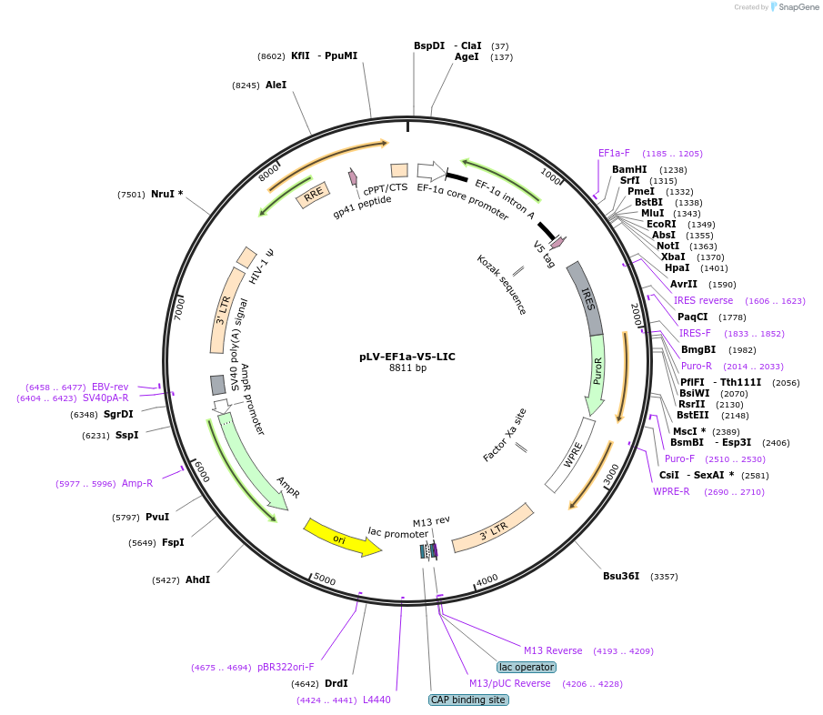 120247-plasmid-map-sequence-id-232789