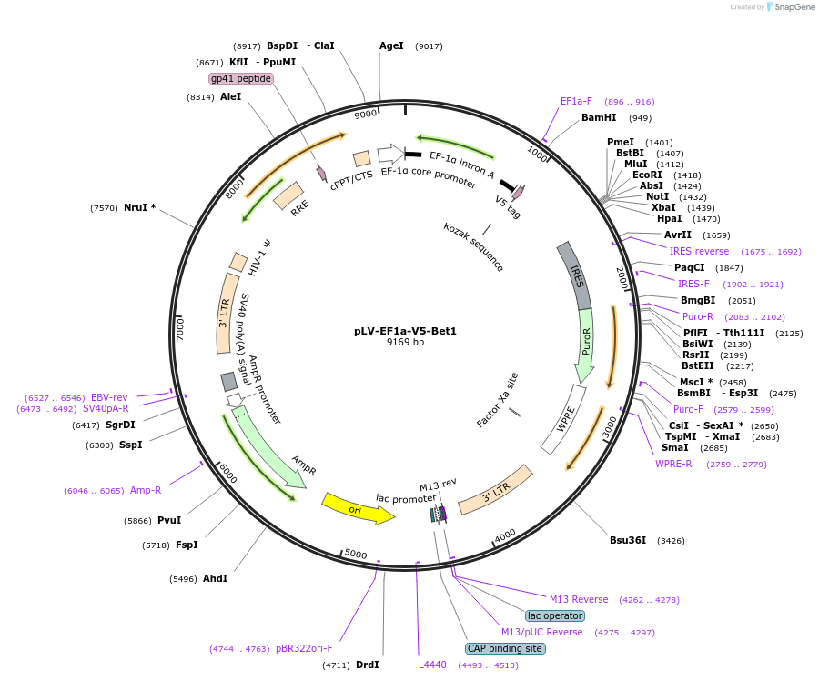 120243-plasmid-map-sequence-id-232790
