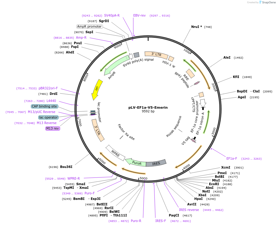 120246-plasmid-map-sequence-id-232794