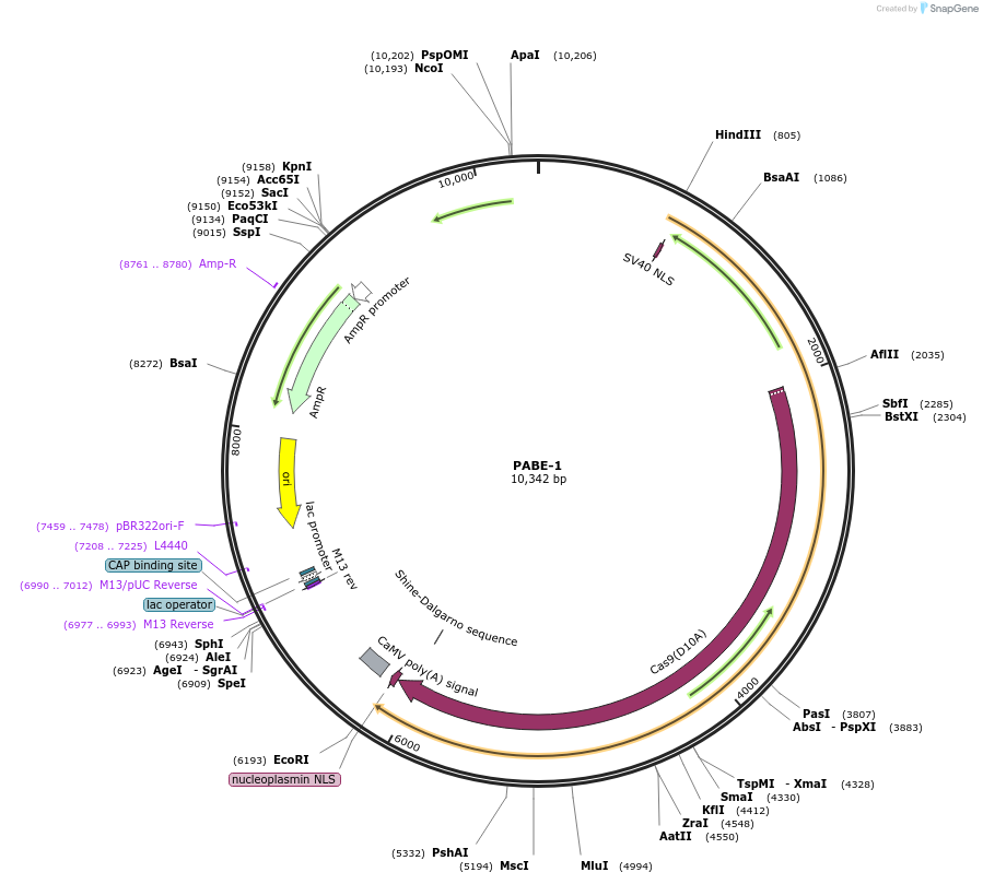 115622-plasmid-map-sequence-id-232822