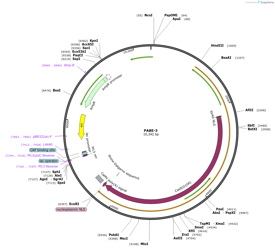 115624-plasmid-map-sequence-id-232832