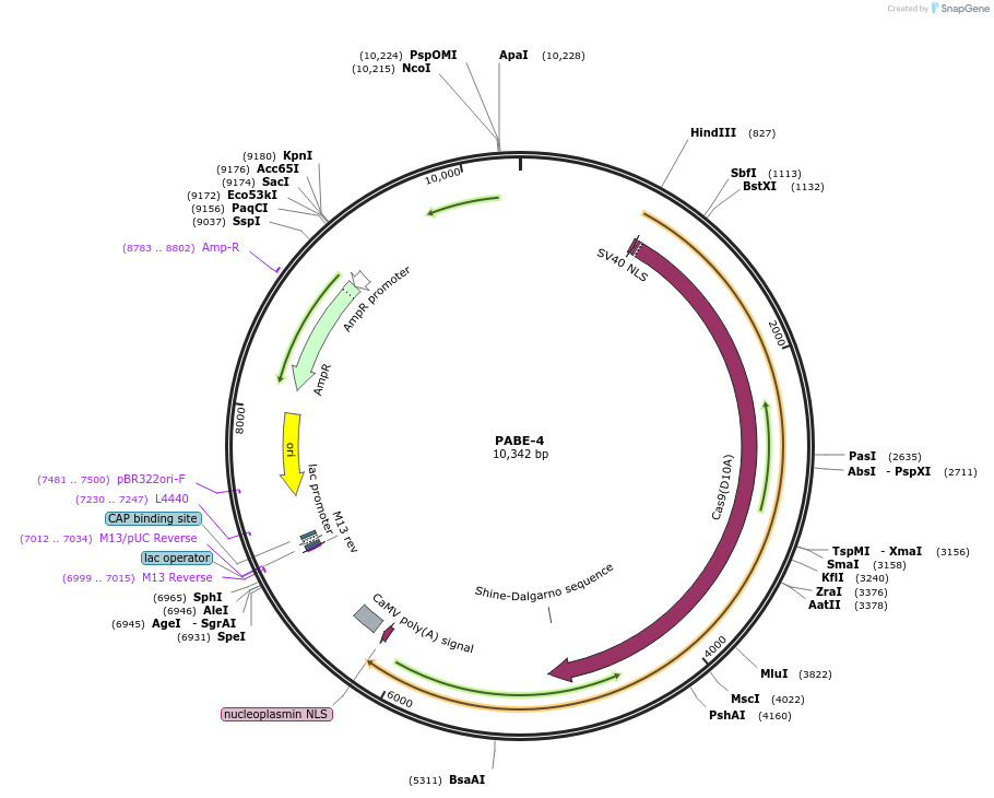 115625-plasmid-map-sequence-id-232833